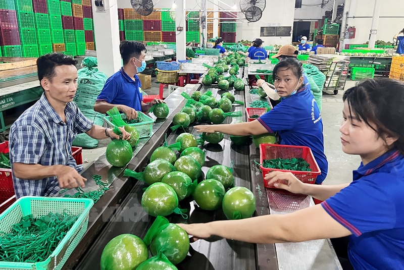 Phát triển chuỗi giá trị bưởi tại xã Đồng Lê, tỉnh Quảng Trị: Góc nhìn từ sản xuất đến tiêu thụ và hiệu quả kinh tế