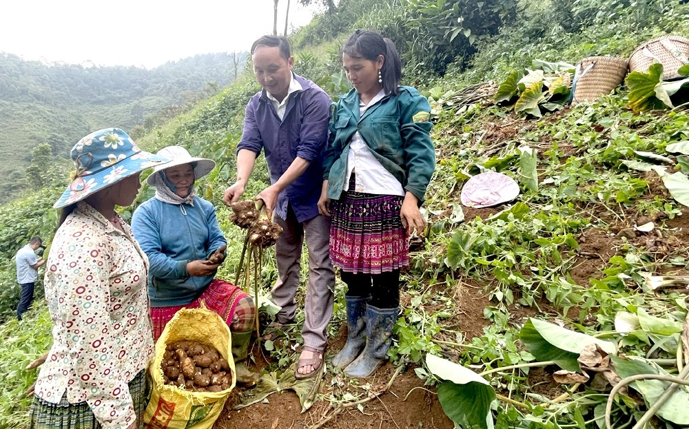 Nâng cao sinh kế cho người dân tộc thiểu số tại xã Phình Hồ, tỉnh Lào Cai thông qua phát triển chuỗi giá trị khoai sọ nương(*)