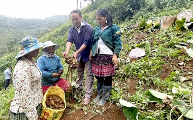 Nâng cao sinh kế cho người dân tộc thiểu số tại xã Phình Hồ, tỉnh Lào Cai thông qua phát triển chuỗi giá trị khoai sọ nương(*)