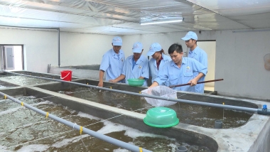 Ngân sách nhà nước hỗ trợ 6 hoạt động phát triển sản xuất giống