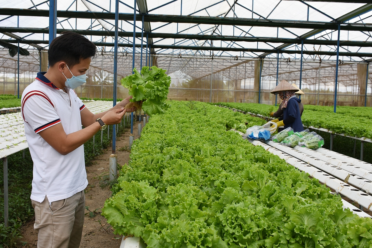 Các giải pháp khoa học, ứng dụng công nghệ trong nông thôn mới đảm bảo tăng hiệu quả kinh tế tối thiểu 15%