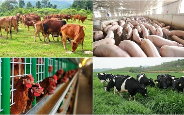 Sắp có thêm chính sách ưu đãi, hỗ trợ kinh tế trang trại