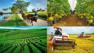 Các nhân tố tác động đến sự phát triển hợp tác xã tại TP. Hồ Chí Minh