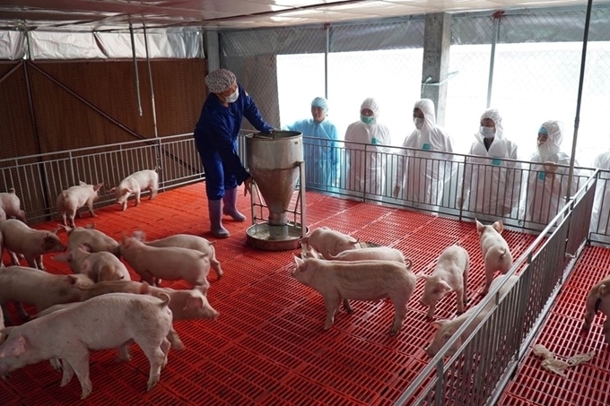Chăn nuôi gặp khó khăn do giá bán thấp, nguồn cung tăng trong khi nhu cầu vẫn thấp Chăn nuôi gặp khó khăn do giá bán thấp, nguồn cung tăng trong khi nhu cầu vẫn thấp