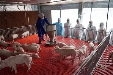 Chăn nuôi gặp khó khăn do giá bán thấp, nguồn cung tăng trong khi nhu cầu vẫn thấp