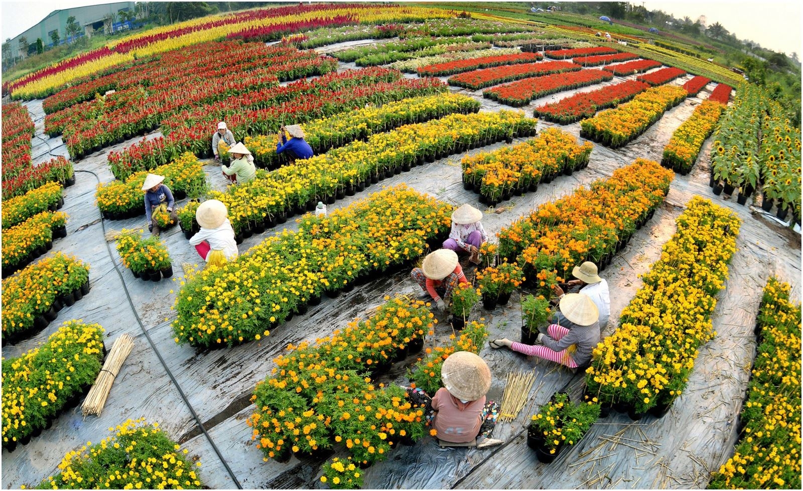Đồng Tháp cần chuyển đổi tư duy từ sản xuất nông nghiệp sang tư duy kinh tế nông nghiệp