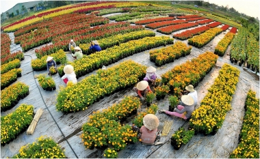 Đồng Tháp cần chuyển đổi tư duy từ sản xuất nông nghiệp sang tư duy kinh tế nông nghiệp