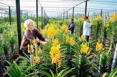 TP. Hồ Chí Minh đẩy mạnh xây dựng nông thôn mới nâng cao, nông thôn mới kiểu mẫu