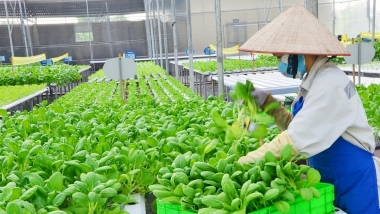 Bộ Kế hoạch và Đầu tư đề xuất nhiều chính sách hỗ trợ phát triển hợp tác xã