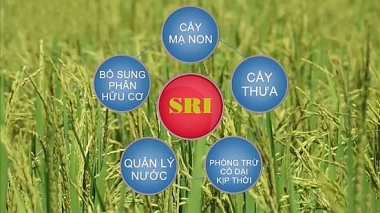 Một số lý luận cơ bản về Hệ thống canh tác lúa cải tiến (SRI)