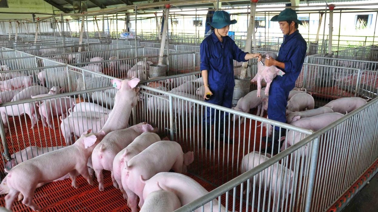 Chăn nuôi gặp khó khăn do giá lợn hơi thấp trong khi giá thức ăn chăn nuôi giảm chậm, dịch tả lợn châu Phi xuất hiện trở lại ở một số địa phương