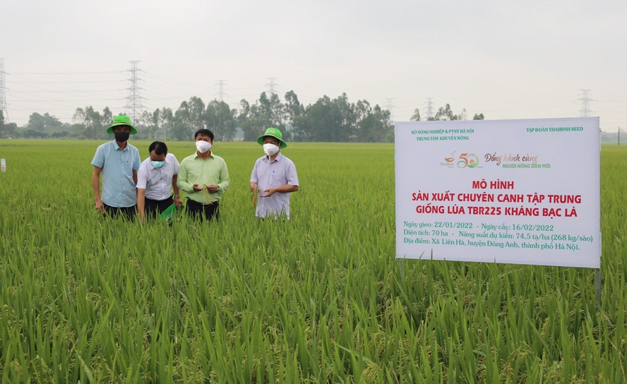 Đến năm 2030, đạt 1 triệu héc-ta diện tích canh tác vùng chuyên canh lúa chất lượng cao và phát thải thấp