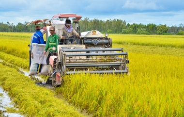 Sản xuất nông nghiệp từng bước phục hồi và thích nghi với trạng thái “bình thường mới”