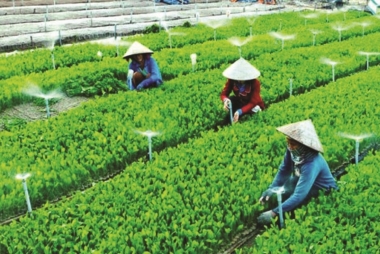 Phát triển hợp tác xã nông nghiệp: Kinh nghiệm thế giới và gợi ý cho Thành phố Hồ Chí Minh