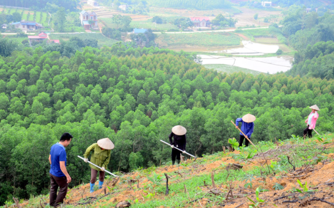 Giai đoạn 2021-2025, trồng mới 11.000 ha rừng để ứng phó với biến đổi khí hậu