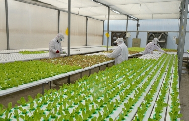 Kinh nghiệm phát triển mô hình rau an toàn ứng dụng công nghệ cao và một số kiến nghị đối với TP. Thái Nguyên*