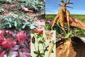 Ảnh hưởng của thời vụ đến khả năng sản xuất hạt giống của Sâm Bố Chính tại xã Mường Hum, huyện Bát Xát, tỉnh Lào Cai*