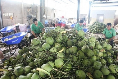 Thúc đẩy xuất khẩu hàng hóa, góp phần thúc đẩy tăng trưởng kinh tế tỉnh Bến Tre*