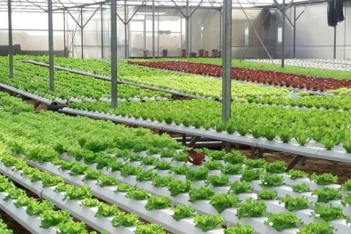 Các nhân tố chính sách hỗ trợ ảnh hưởng đến nông nghiệp ứng dụng công nghệ cao trên địa bàn tỉnh Nam Định