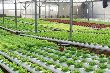 Các nhân tố chính sách hỗ trợ ảnh hưởng đến nông nghiệp ứng dụng công nghệ cao trên địa bàn tỉnh Nam Định