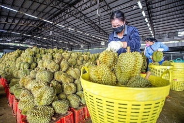 Dự báo xuất khẩu rau quả năm 2024 đạt kỷ lục mới 6-6,6 tỷ USD