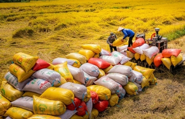 Kỳ vọng xuất khẩu gạo tiếp tục bứt phá trong năm 2024