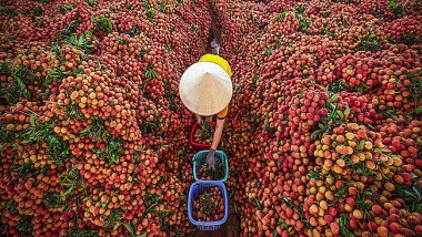 Gần 100.000 tấn vải thiều của Bắc Giang và Hải Dương đã đến người tiêu dùng