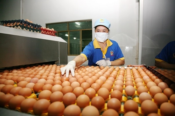 Hạn ngạch thuế quan nhập khẩu muối, trứng gia cầm năm 2023