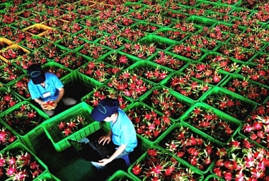 Cơ hội xuất khẩu thanh long sang Ấn Độ và Pakistan