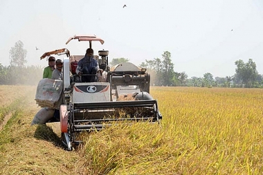 Bộ Công thương kiến nghị hỗ trợ tín dụng cho DN kinh doanh thóc, gạo