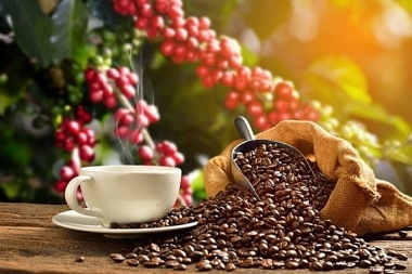 Ngành cà phê Việt Nam cần lưu ý gì trước quy định chống phá rừng của EU?