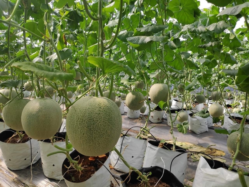 Tiếp tục đẩy mạnh hoạt động tiêu thụ nông sản Việt trực tuyến Tiếp tục đẩy mạnh hoạt động tiêu thụ nông sản Việt trực tuyến