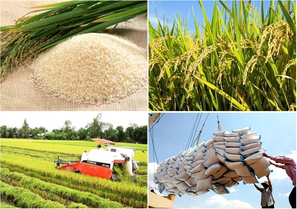 Năm 2022, xuất khẩu gạo dự kiến đạt 7 triệu tấn, giá trị gần 4 tỷ USD Năm 2022, xuất khẩu gạo dự kiến đạt 7 triệu tấn, giá trị gần 4 tỷ USD