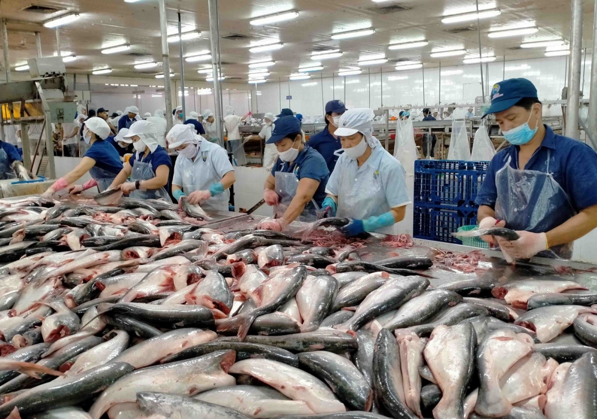 Nâng cao vai trò ngân hàng trong thúc đẩy phát triển bền vững ngành cá tra